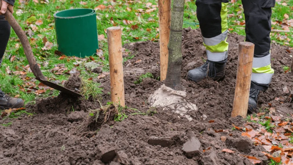 Help mee: Bomen planten voor een groener Ommen