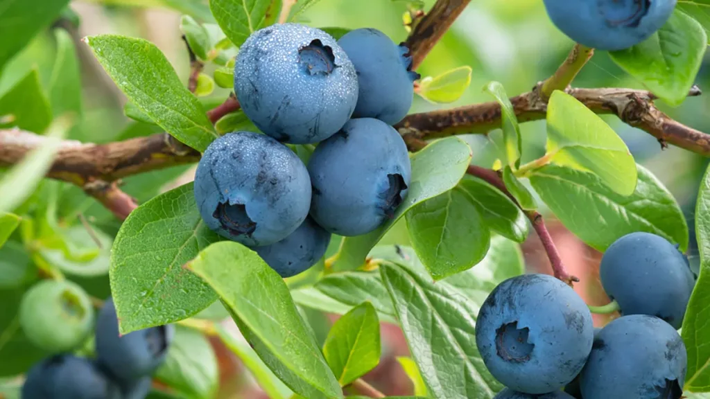 Zelfpluktuin Ommen weer open: Oogst je eigen blauwe bessen! Zelfpluktuin Ommen weer open: Oogst je eigen blauwe bessen!