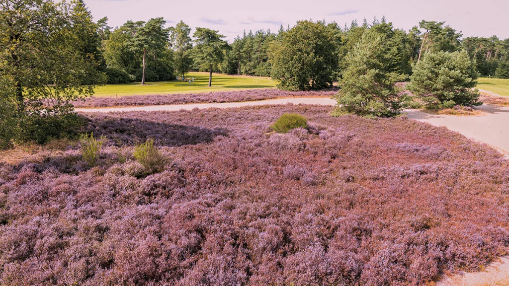 Golf voor het goede doel: steun het Hospice Ommen